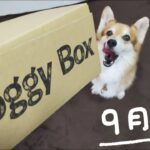 【Welsh Corgi Penbloke】ドギボ9月号はお洒落なメイクルーム？色気より食い気なもなかさん〜doggybox〜