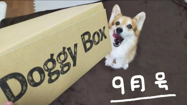 【Welsh Corgi Penbloke】ドギボ9月号はお洒落なメイクルーム？色気より食い気なもなかさん〜doggybox〜