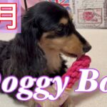 【Doggy Box９月号】メイクアップするかわいい犬【ミニチュアダックスフンド/チワックス】dog